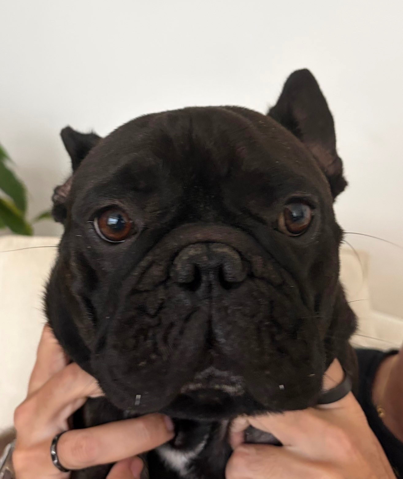 Evento de perros para Hugo